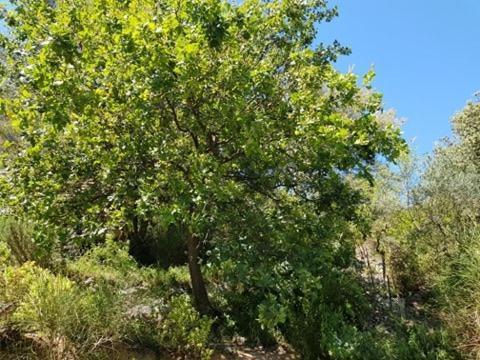 Cabane Dans Les Arbres "La Kaz Aux Cigales" كتشوير المظهر الخارجي الصورة